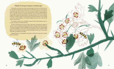 Viriditas: mujeres que nos descubrieron el maravilloso mundo de las plantas
