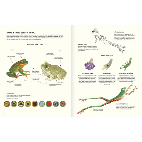 Agua y tierra: anfibios y reptiles de América - Leo Leo Libros