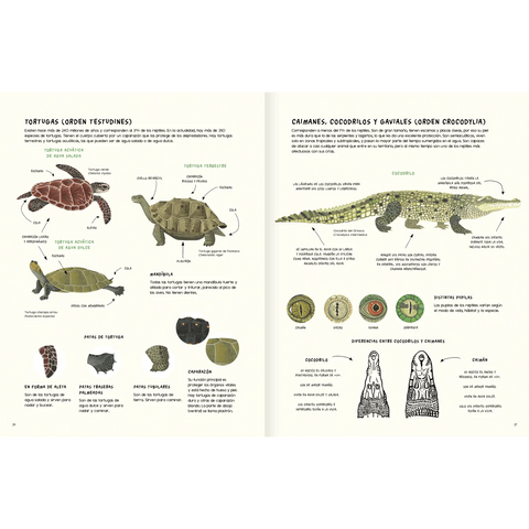 Agua y tierra: anfibios y reptiles de América - Leo Leo Libros