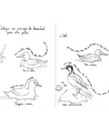 Pintapájaros - Leo Leo Libros