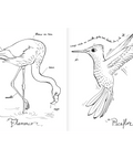 Pintapájaros - Leo Leo Libros
