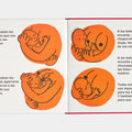 Tetas - Leo Leo Libros