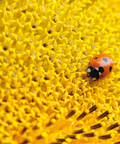 Interior de Formas: una mariquita sobre una flor amarilla invita a observar los puntos de sus alas.