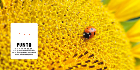 Interior de Formas: una mariquita sobre una flor amarilla invita a observar los puntos de sus alas.