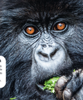 Interior de ¡A comer!: fotografía de un gorila de montaña comiendo y un texto sobre su alimentación.