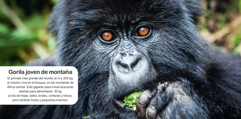 Interior de ¡A comer!: fotografía de un gorila de montaña comiendo y un texto sobre su alimentación.
