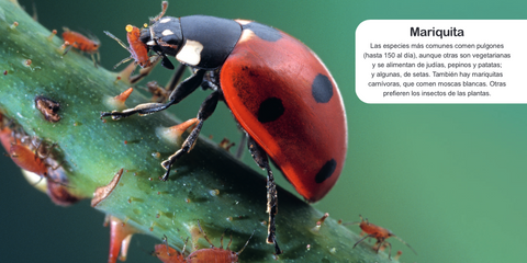 Interior de ¡A comer!: una mariquita se alimenta de pulgones sobre una planta.