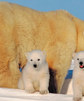 Interior de Bebés animales: una osa polar aparece junto a dos oseznos sobre la nieve.