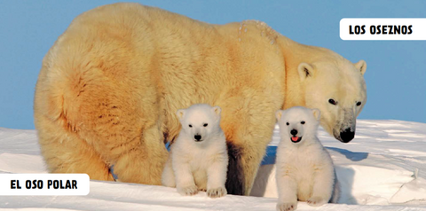 Interior de Bebés animales: una osa polar aparece junto a dos oseznos sobre la nieve.