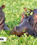 Interior de Bebés animales: un hipopótamo y su cría entre plantas acuáticas.
