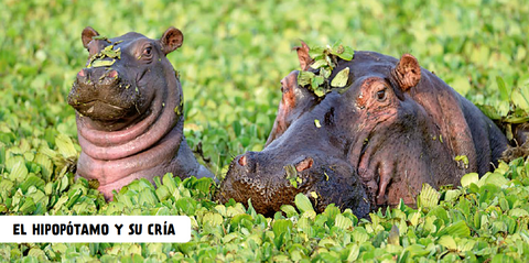 Interior de Bebés animales: un hipopótamo y su cría entre plantas acuáticas.