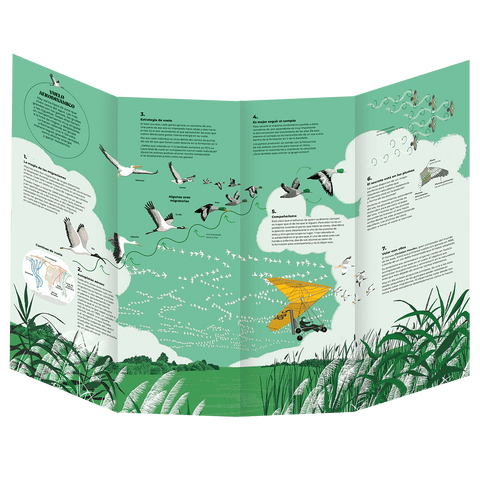 Coreografías animales