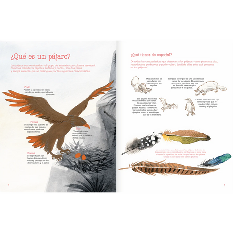 Vuelo de pájaros americanos