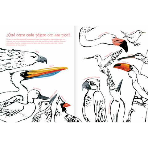 Vuelo de pájaros americanos