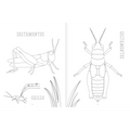 Insectopinta - Leo Leo Libros