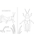 Insectopinta - Leo Leo Libros