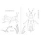 Insectopinta