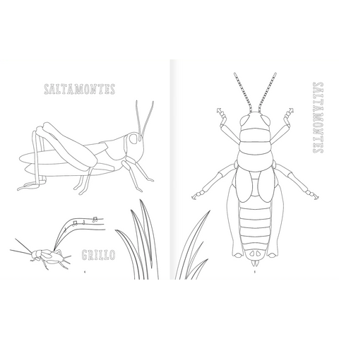 Insectopinta - Leo Leo Libros
