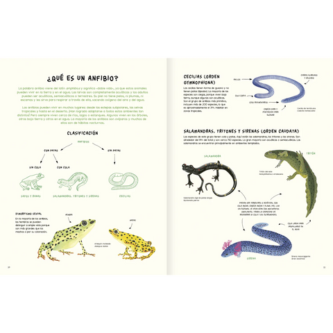 Agua y tierra: anfibios y reptiles de América - Leo Leo Libros