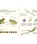 Agua y tierra: anfibios y reptiles de América - Leo Leo Libros