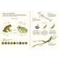 Agua y tierra: anfibios y reptiles de América