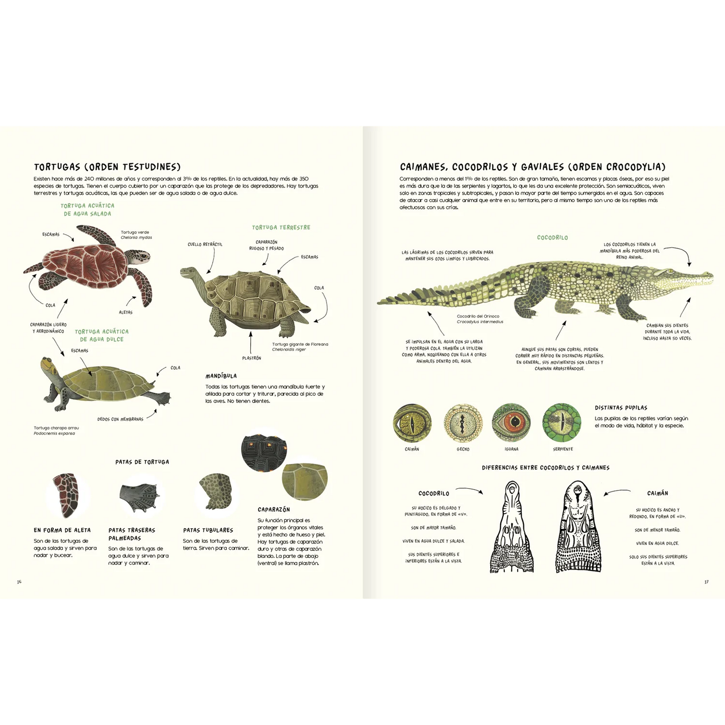 Agua y tierra: anfibios y reptiles de América
