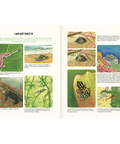 Agua y tierra: anfibios y reptiles de América - Leo Leo Libros
