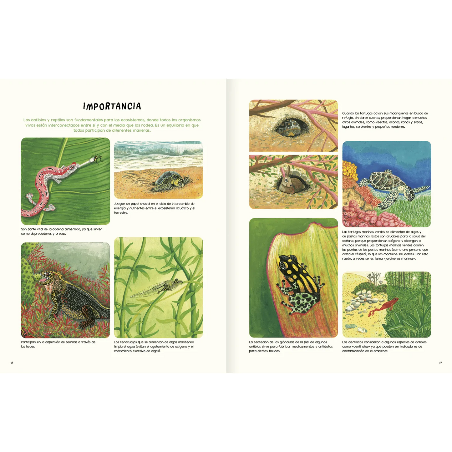 Agua y tierra: anfibios y reptiles de América