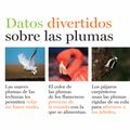 Plumas y más plumas - Leo Leo Libros