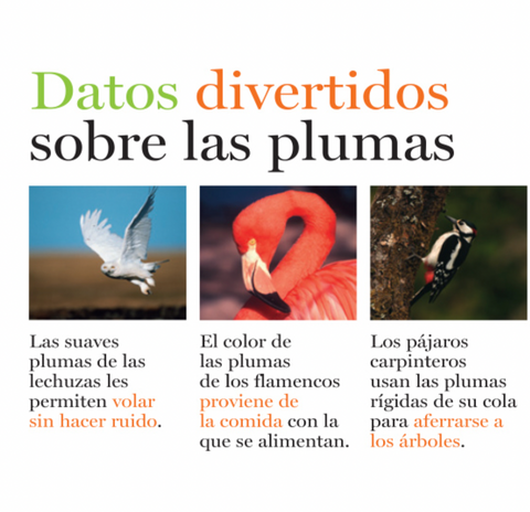 Plumas y más plumas - Leo Leo Libros