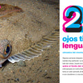 Habitantes del mar del 1 al 10 - Leo Leo Libros