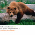 Pelos y más pelos - Leo Leo Libros