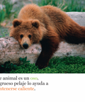 Pelos y más pelos - Leo Leo Libros