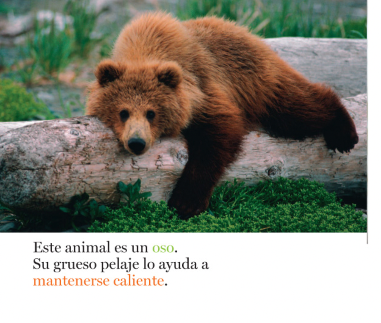 Pelos y más pelos