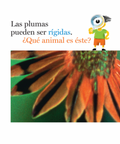 Plumas y más plumas - Leo Leo Libros