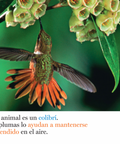 Plumas y más plumas - Leo Leo Libros