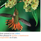 Plumas y más plumas
