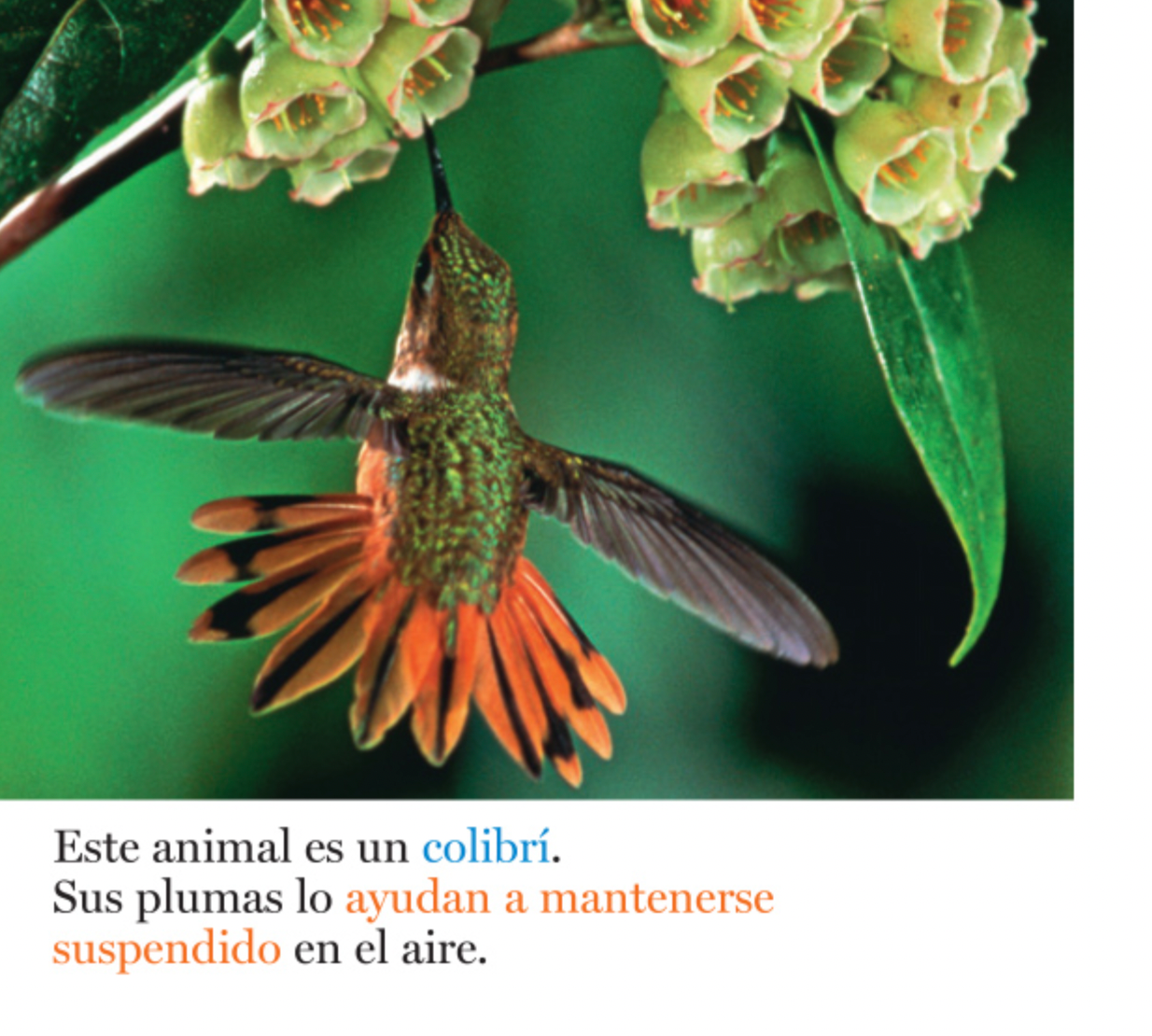 Plumas y más plumas