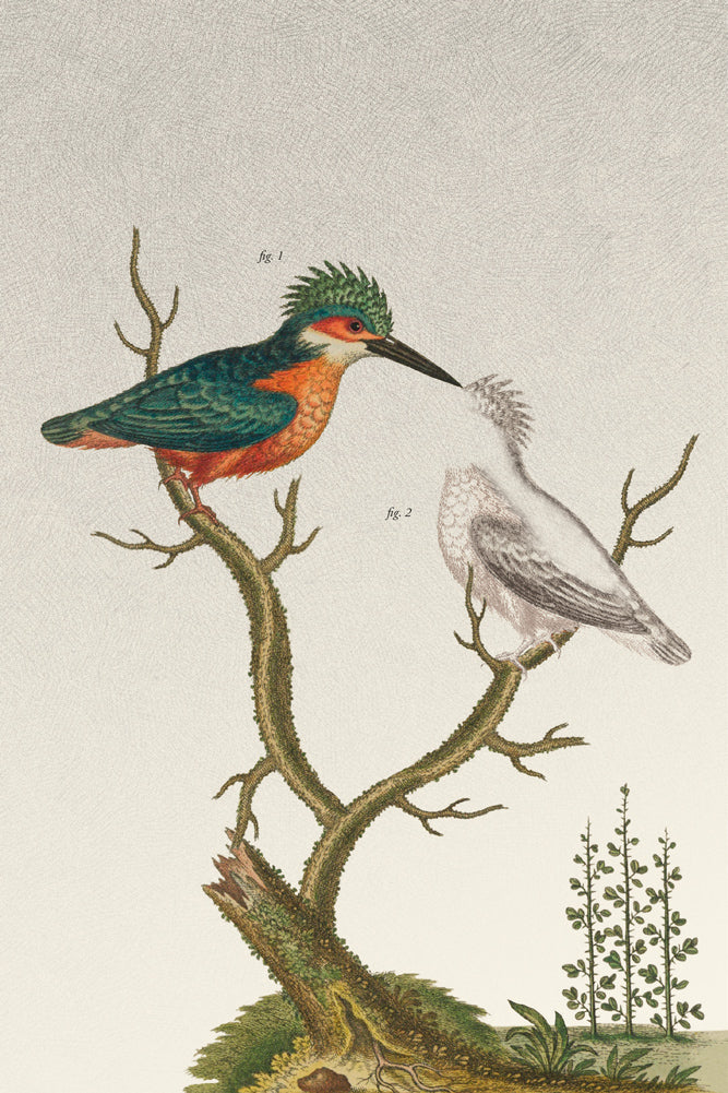 Desordenario Ilustrado Polisémico