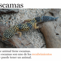 Escamas y más escamas - Leo Leo Libros