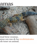 Escamas y más escamas - Leo Leo Libros