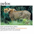 Pelos y más pelos - Leo Leo Libros