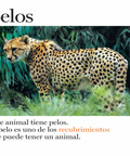 Pelos y más pelos - Leo Leo Libros