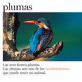 Plumas y más plumas - Leo Leo Libros