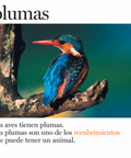 Plumas y más plumas - Leo Leo Libros