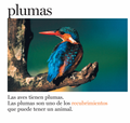 Plumas y más plumas - Leo Leo Libros