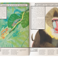 Color animal - Leo Leo Libros