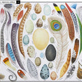 Curiosa Naturaleza - Leo Leo Libros