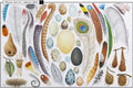 Curiosa Naturaleza - Leo Leo Libros