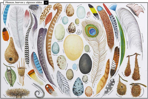Curiosa Naturaleza - Leo Leo Libros
